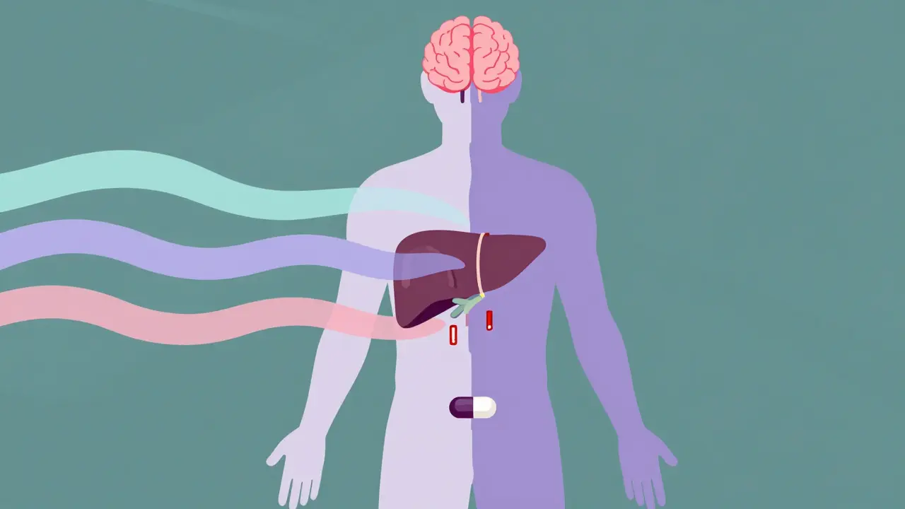 Human body organs adapting to medication over time with calming color waves and disappearing warnings.